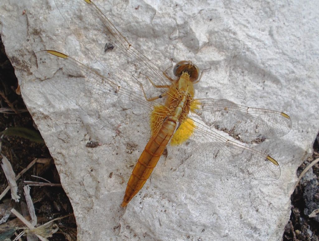 Per favore una Conferma: Crocothemis erythraea